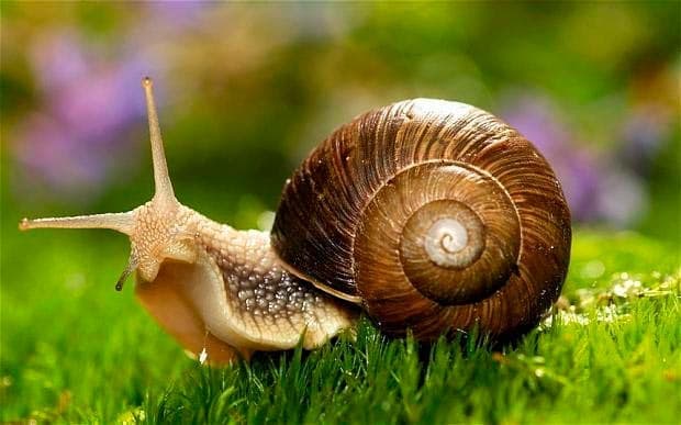 улитка улитка