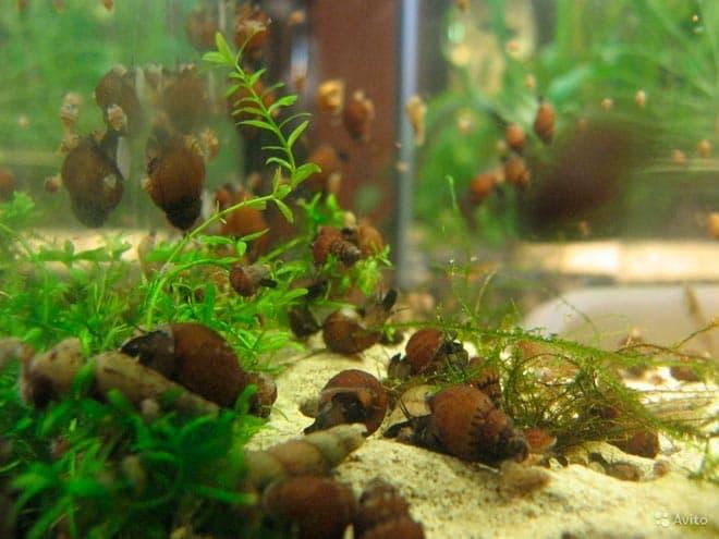 улитки улитки