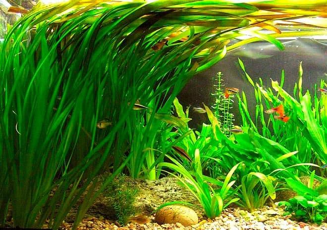 валлиснерия