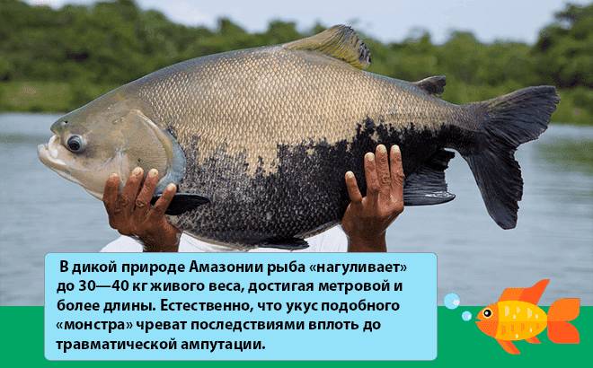 рыба паку в дикой природе рыба паку в дикой природе