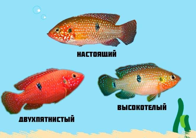 виды хромисов виды хромисов