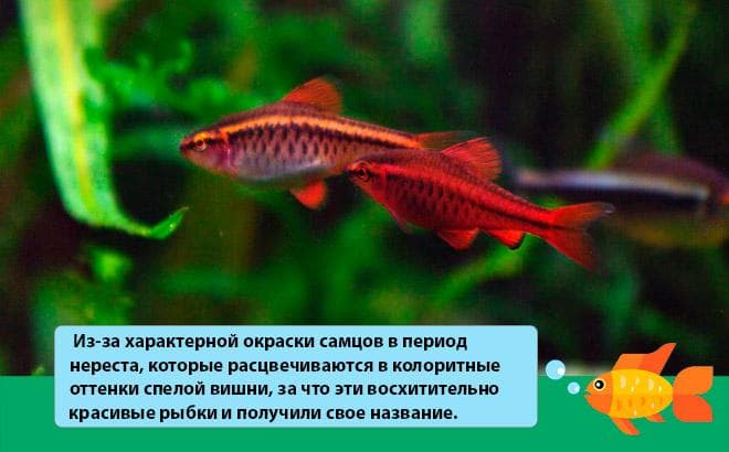 яркие самцы вишневого барбуса яркие самцы вишневого барбуса