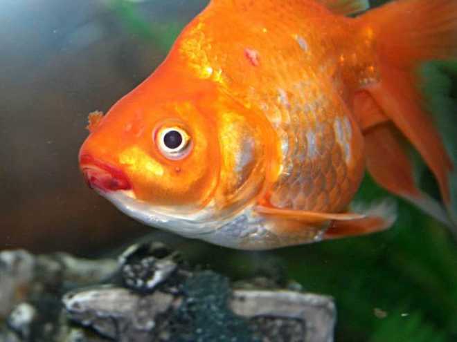 внешние признаки внешние признаки