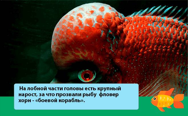 внешний вид внешний вид