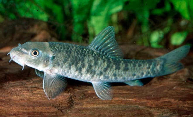 внешний вид внешний вид