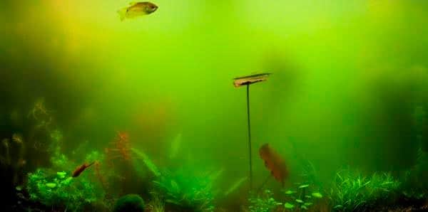 водоросли в аквариуме водоросли в аквариуме