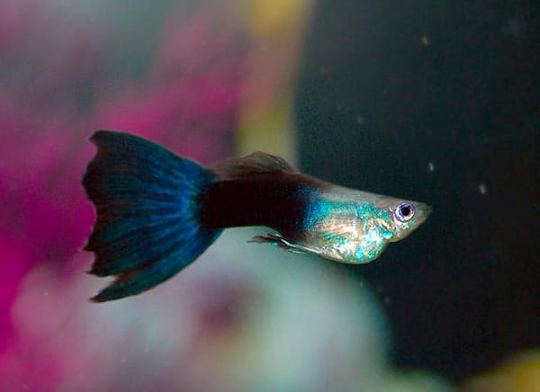 вздулся живот вздулся живот