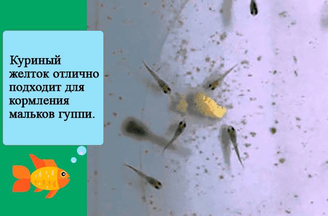 яичный желток для гуппи яичный желток для гуппи
