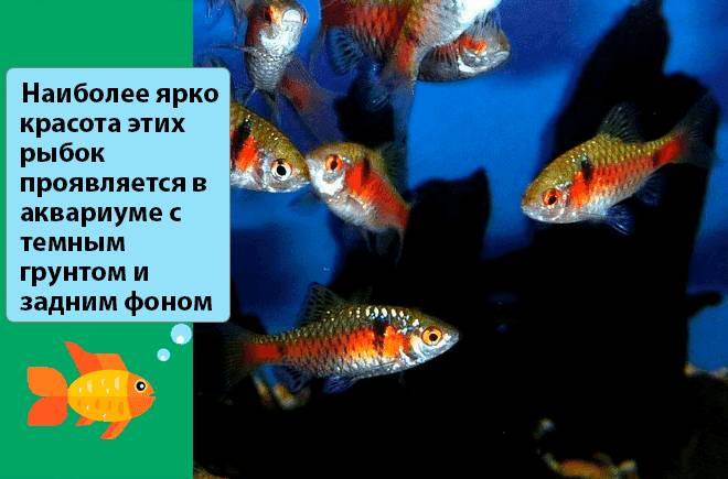 алый барбус на темном фоне алый барбус на темном фоне