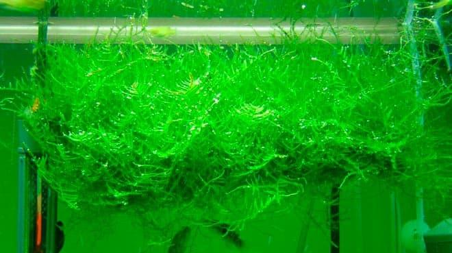 яванский мох яванский мох