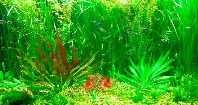 задний фон из растений задний фон из растений