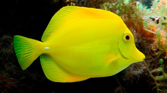 зебрасома зебрасома