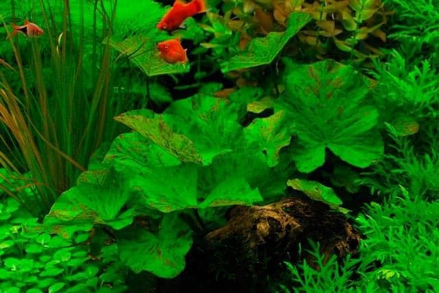 зеленая нимфея зеленая нимфея