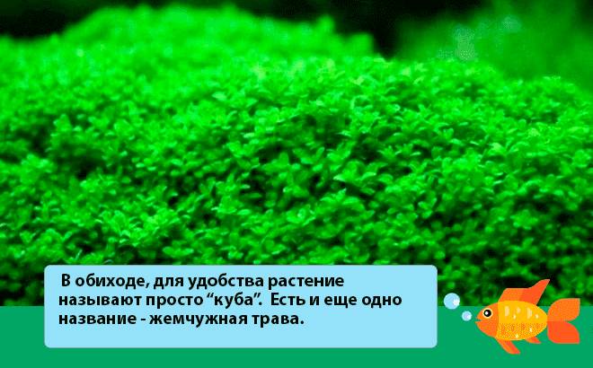 жемчужная трава жемчужная трава