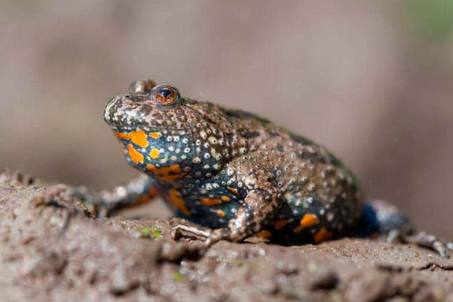 жерлянка жерлянка