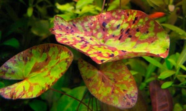 Нимфея живородящая Нимфея живородящая