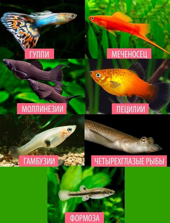 живородящие живородящие