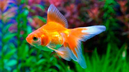 золотая рыбка золотая рыбка
