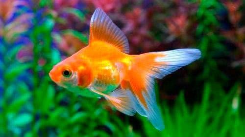 золотая рыбка золотая рыбка