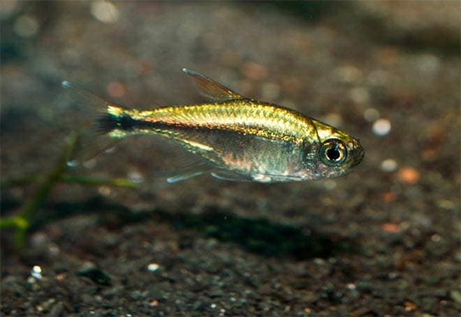 золотая тетра золотая тетра