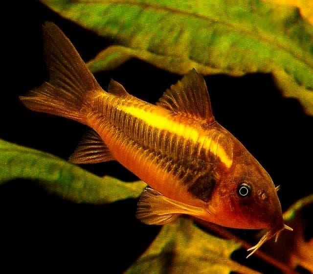 золотистый коридорас