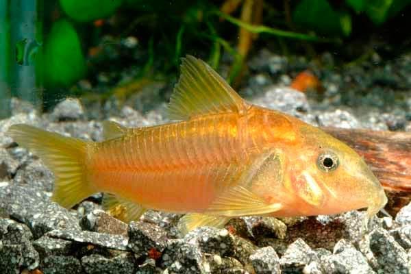 золотистый сомик золотистый сомик